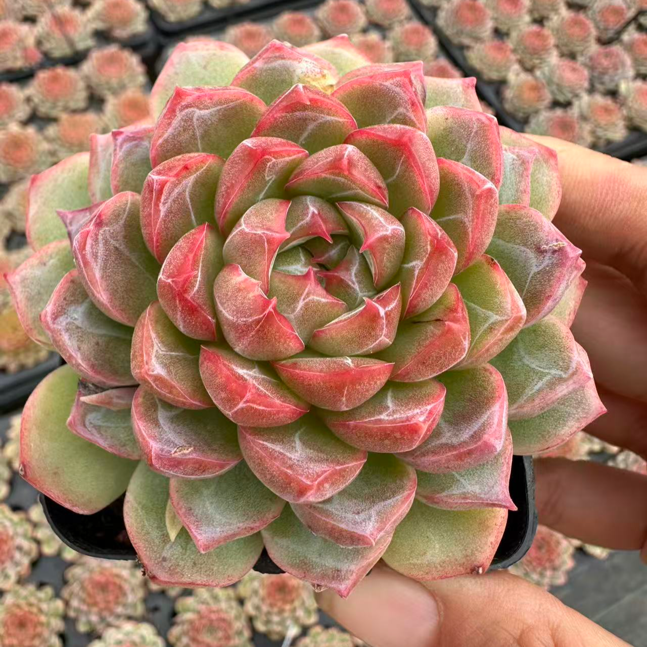 7#One night 北京多肉植物  前男友精品多肉 SM2037