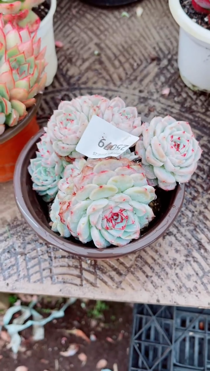 爱****姐跃跃精品多肉25079