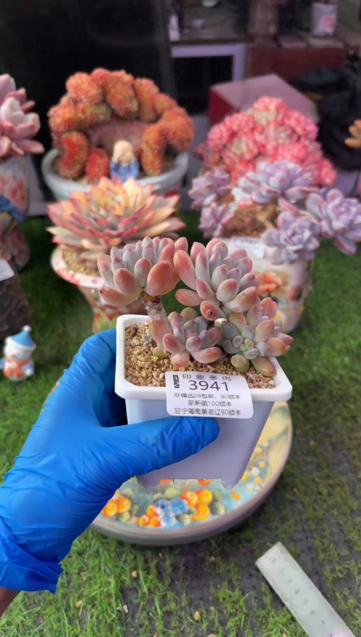 昆明印象多肉3941