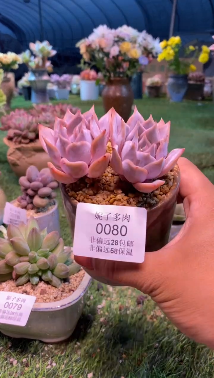 0080aa（满28包邮发货）