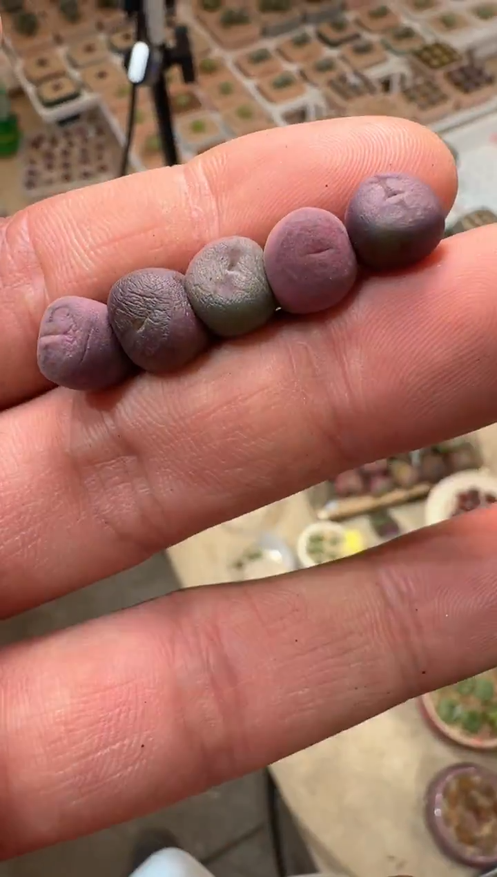 57多肉植物肉锥胡桃夹子缺水福利一颗