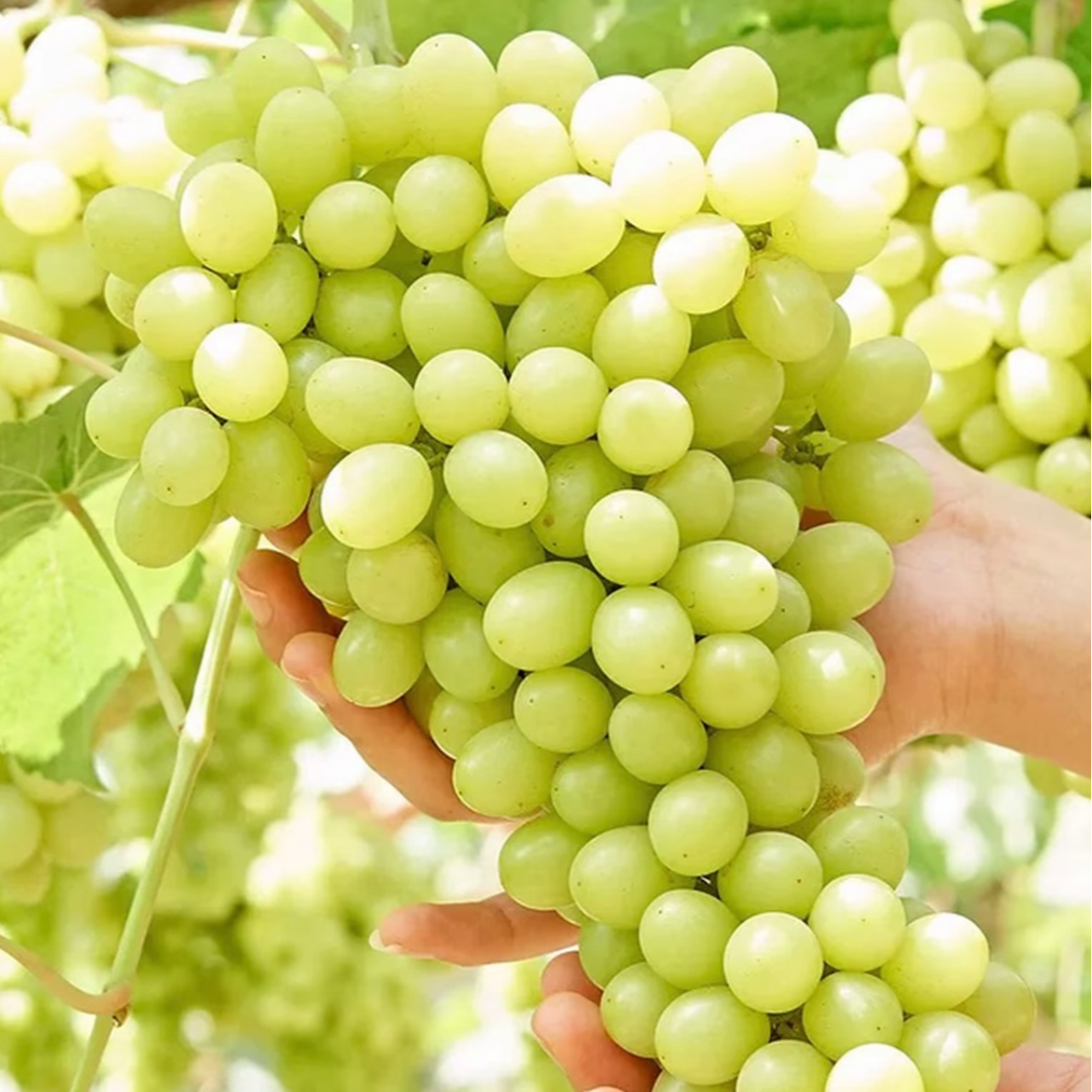 【ZT明日达】7月21号现货吐鲁番当季鲜果皮薄无籽无核白葡萄3-5斤装（顺丰包邮）新疆维吾尔自治区