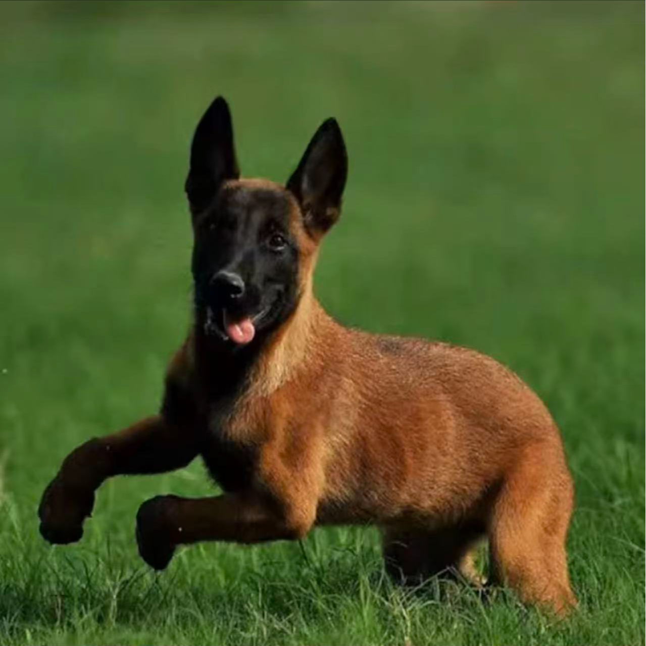 （刚弟家）T狗狗活体