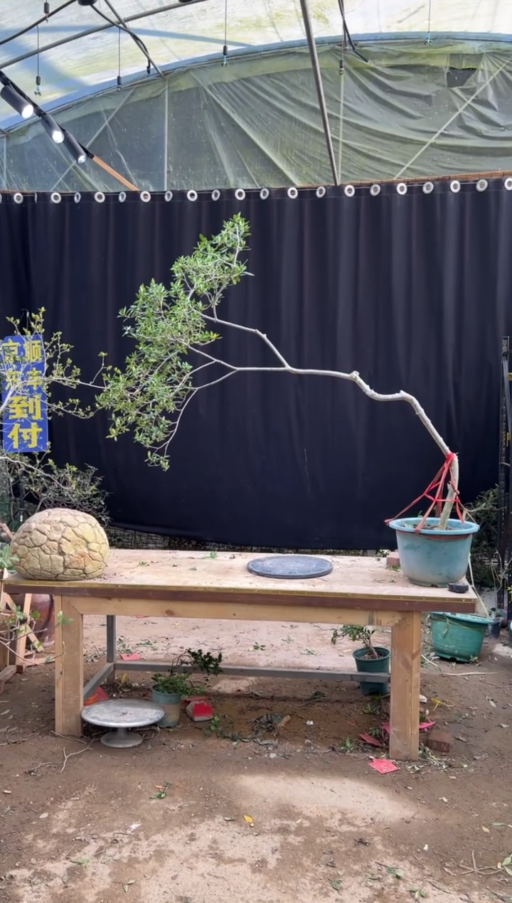 无花朵良*海岛栀子花