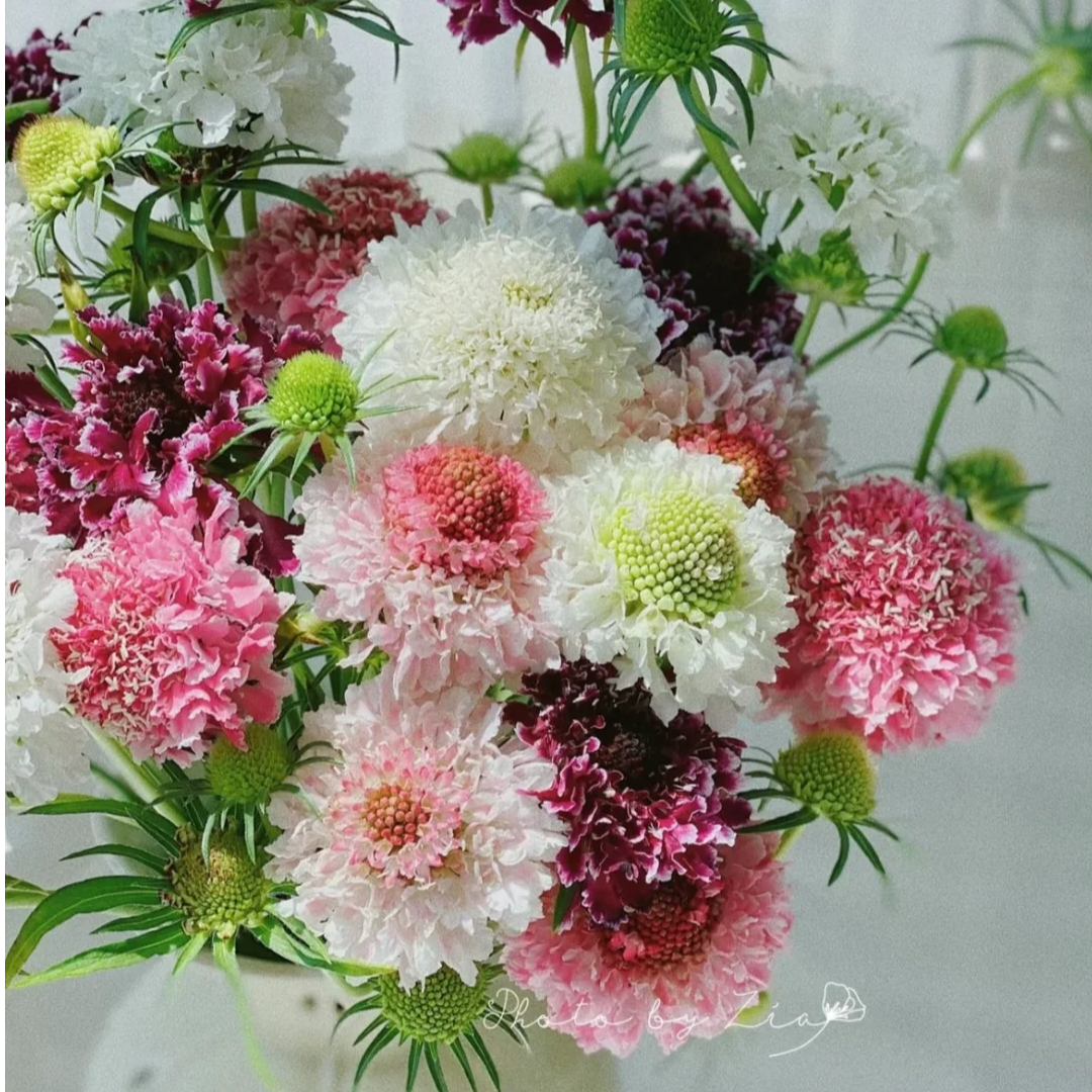 【全疆2单京东包邮】松虫草一把+醒花液