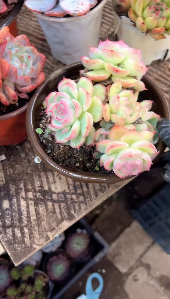 少*多肉植物一物一拍27369