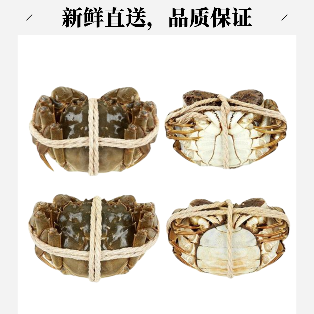 68鲜活2两母6只（单只约1.4-2两）