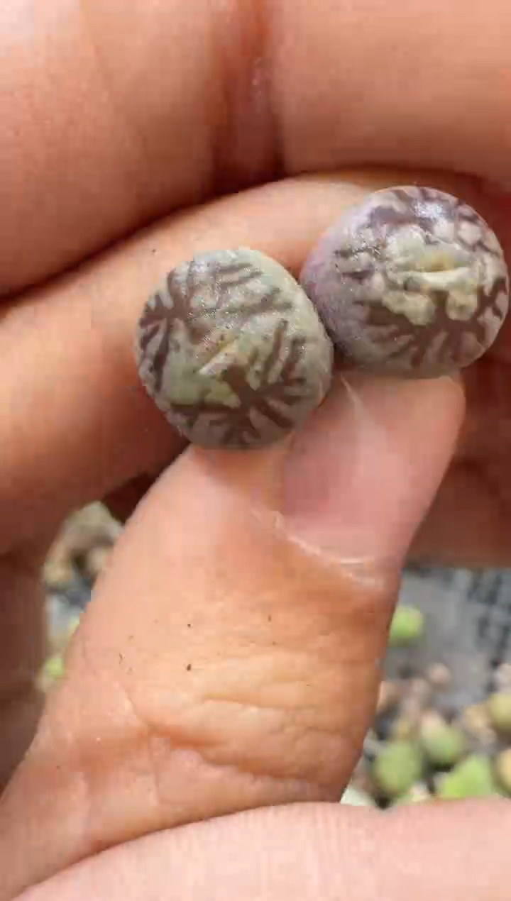 29-207多肉植物肉锥