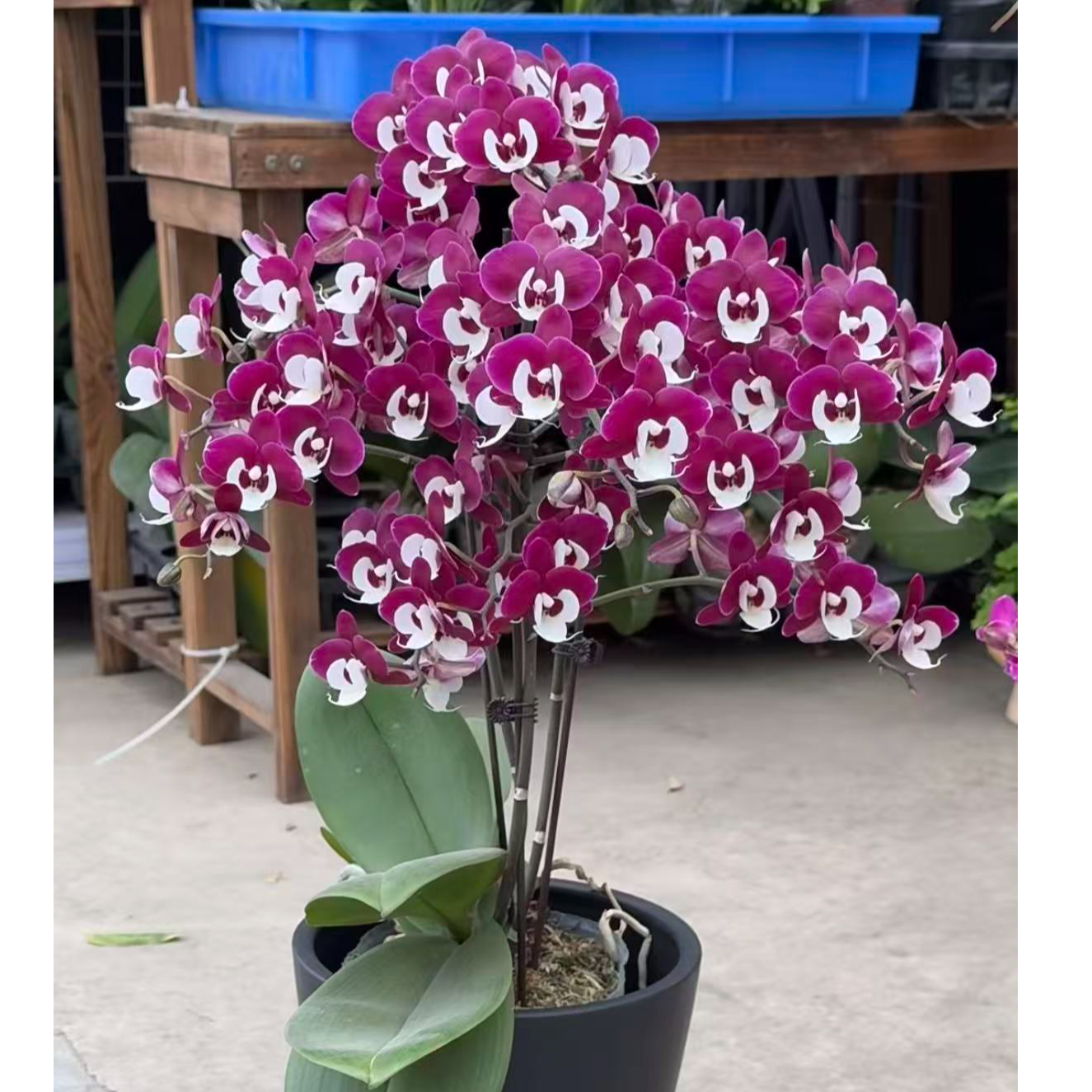 【团圆】单双不挑 福利款 蝴蝶兰~~高档、美观室内花卉