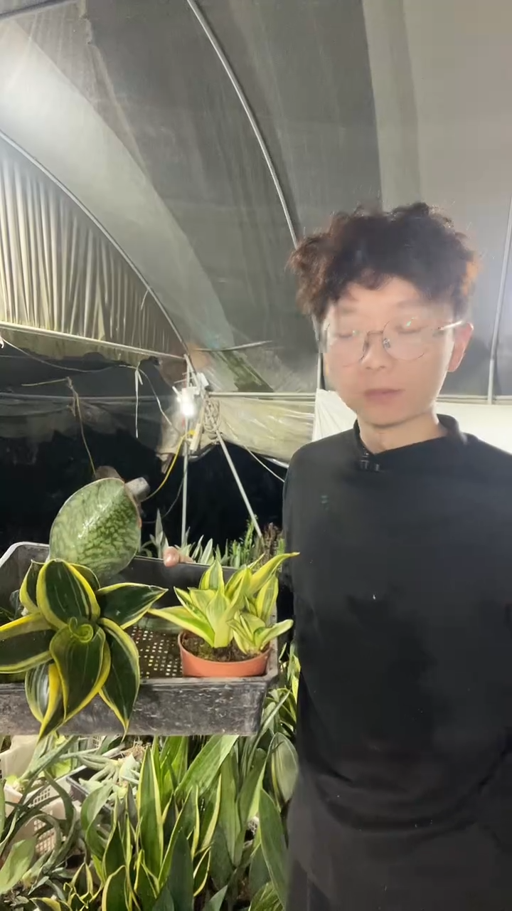 翡翠宝镜+矮脚星空+黑金丝+小佛手+金虎+哈尼组合