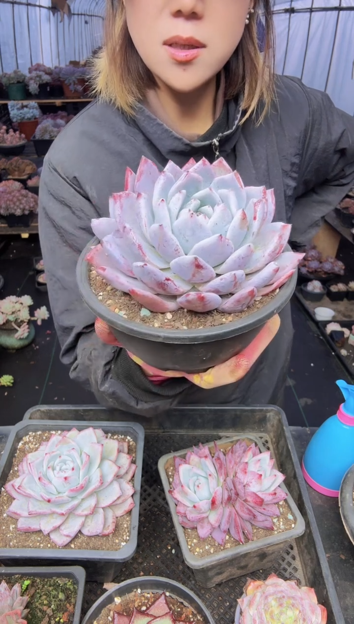 ۵****࿐025多头野卡一物一拍所见即所得