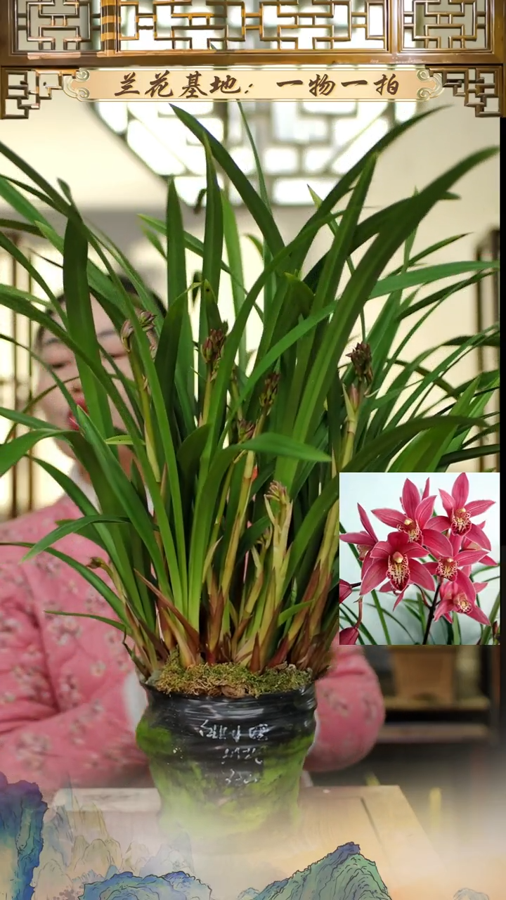 全部花苞台北小姐