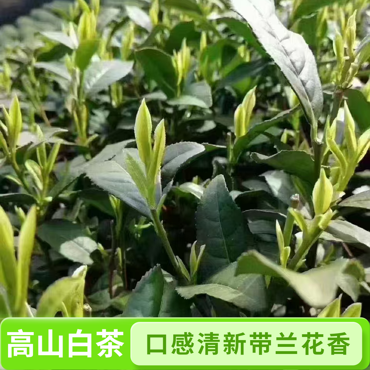 2025年绿茶高山白茶自家茶园A款口感兰花香(头采)