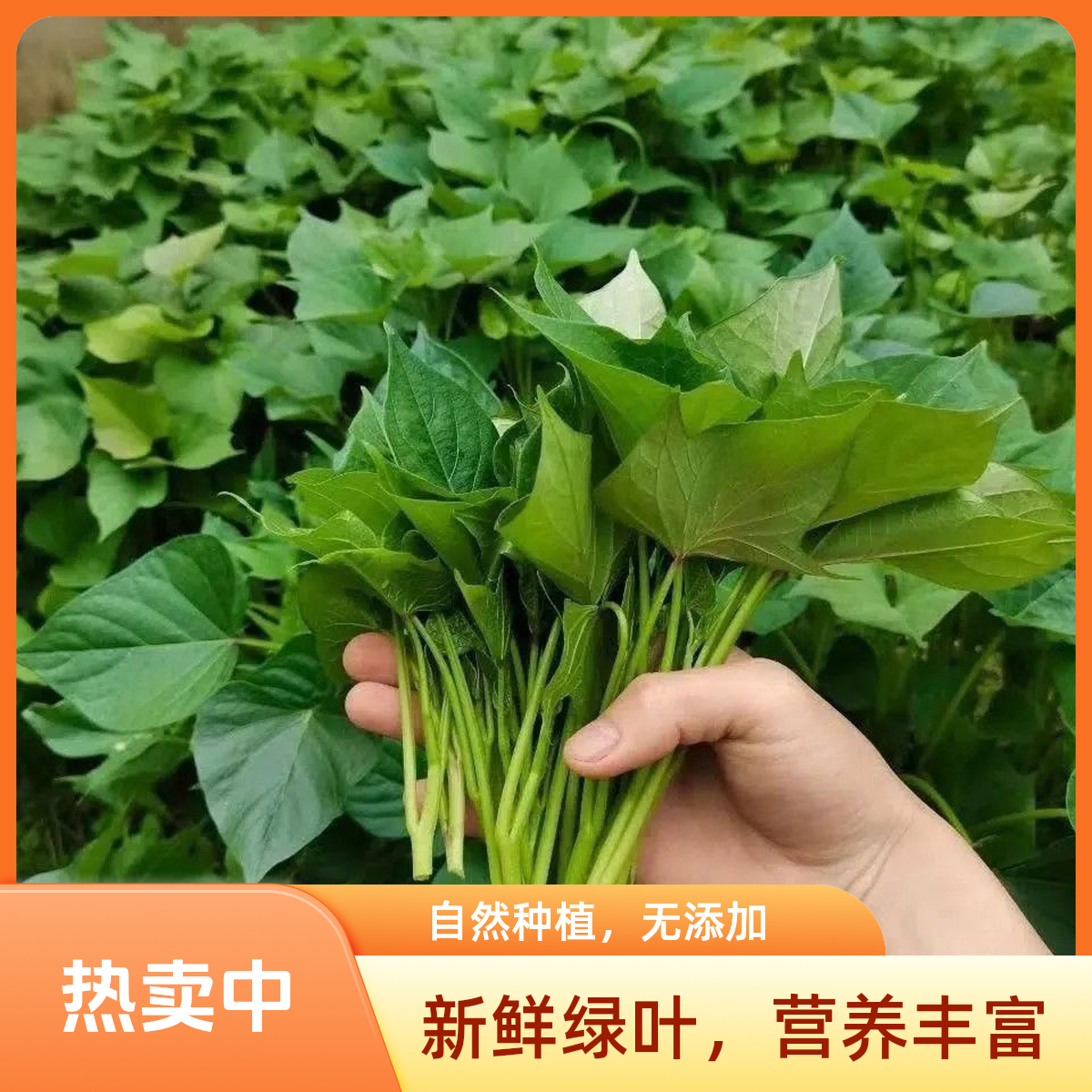 农家现摘新鲜红薯叶长寿菜天然健康蔬菜自种