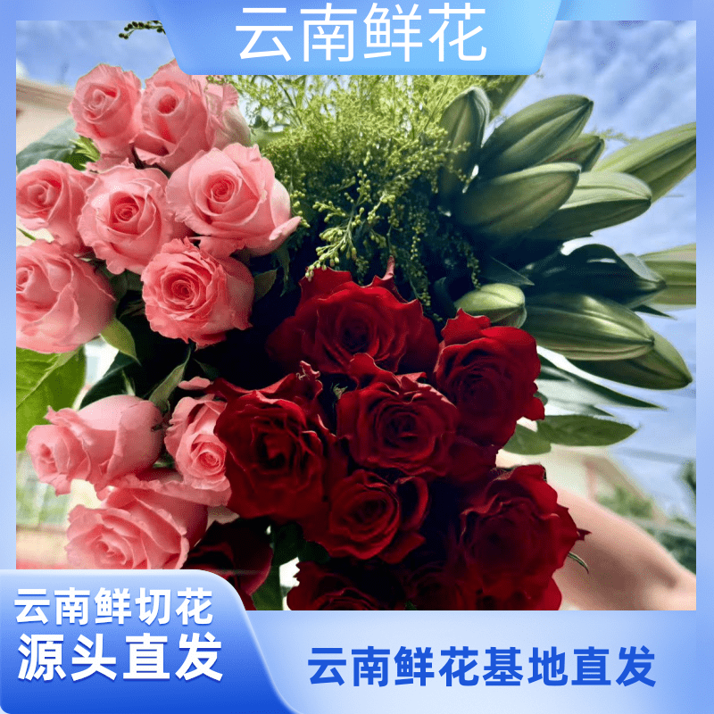 【源头优选】【红玫瑰+百合+粉玫瑰+配草】 云南昆明基地直发鲜切花
