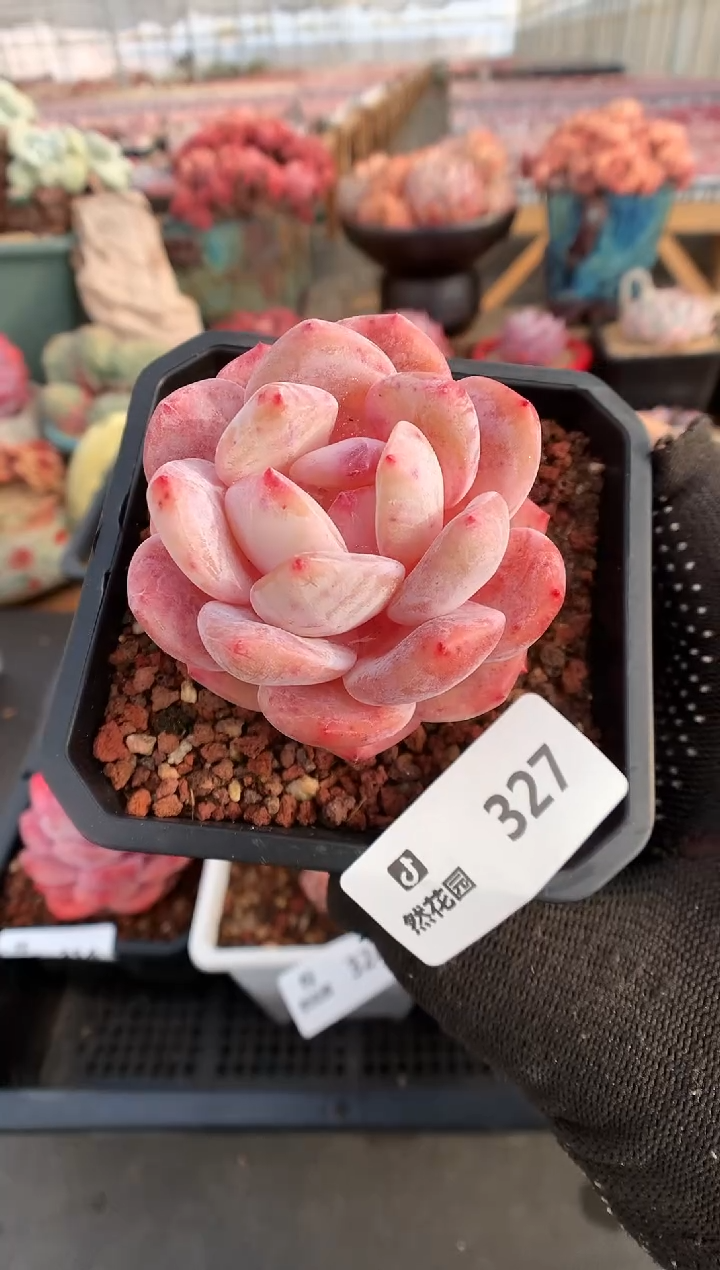 【闪购商品】327雪天使一物一拍