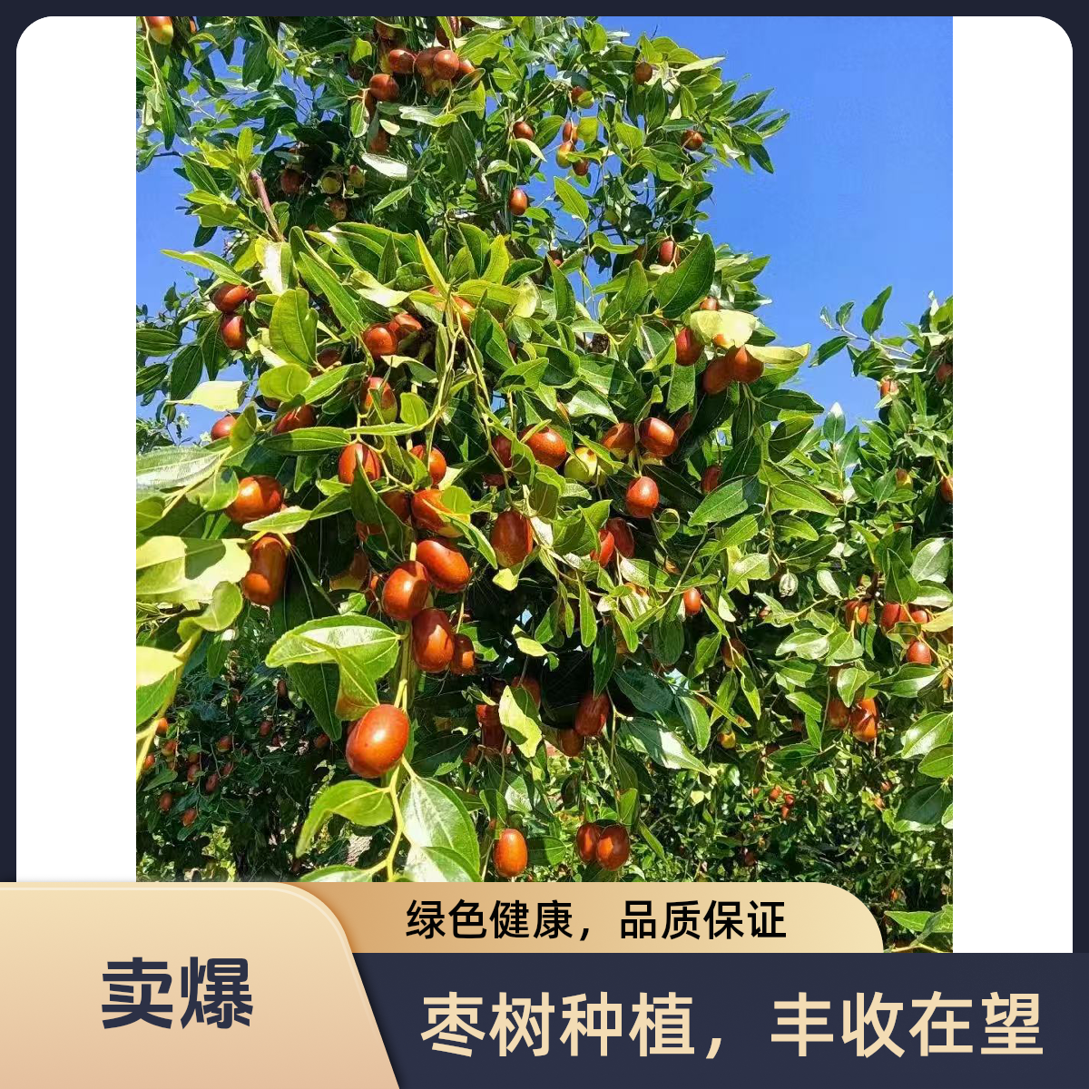 朝阳孙家湾大枣现摘现发酸甜酥脆儿时味道新鲜尝鲜