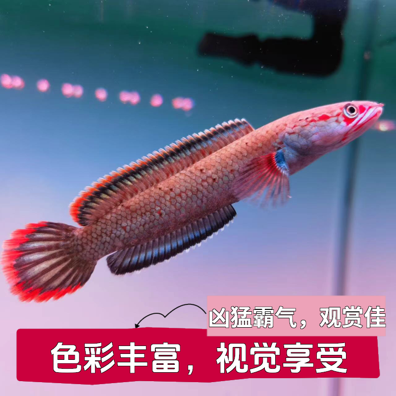 血斑雷龙1型 阿萨姆奶茶雷龙七彩梦幻冰火雷龙发色漂亮凶猛小型鱼