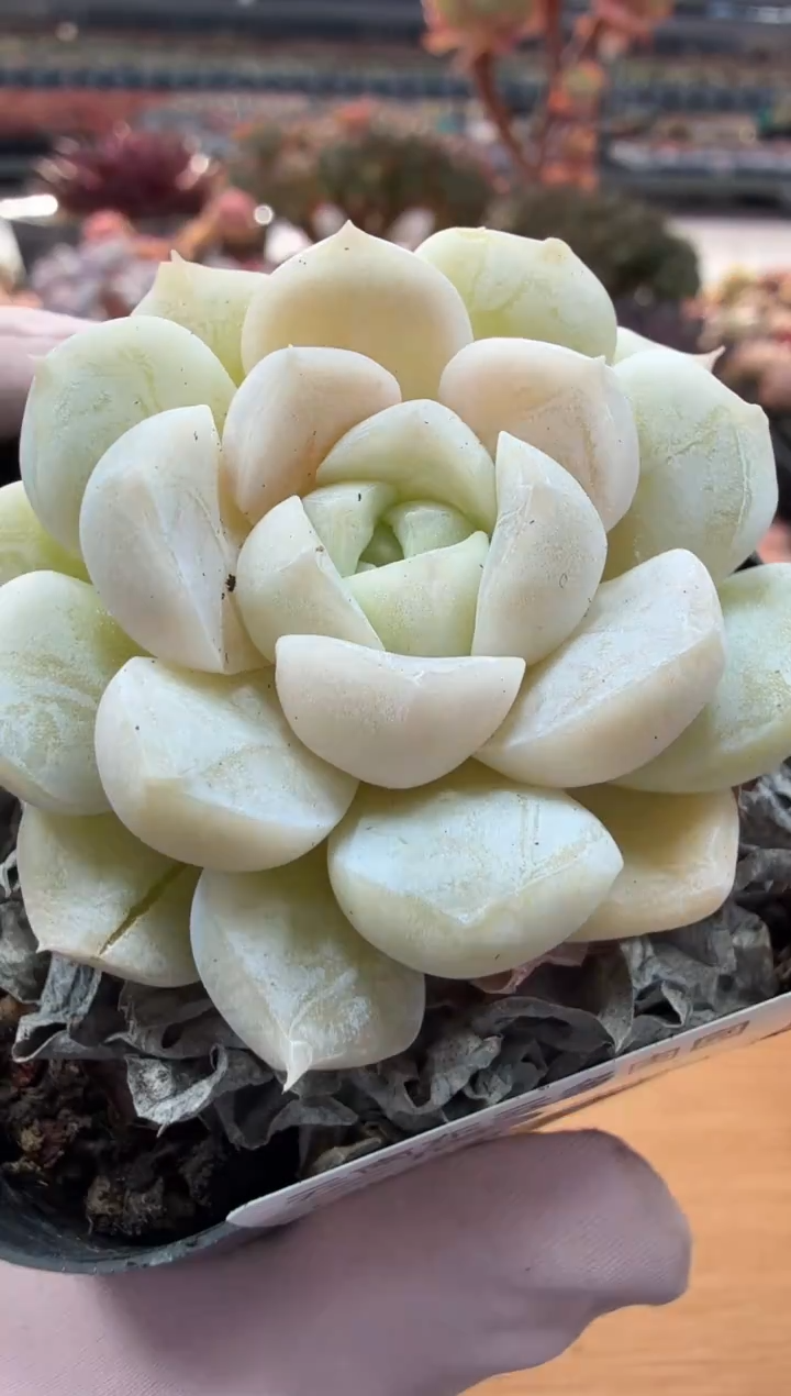 东云多肉园二店-27