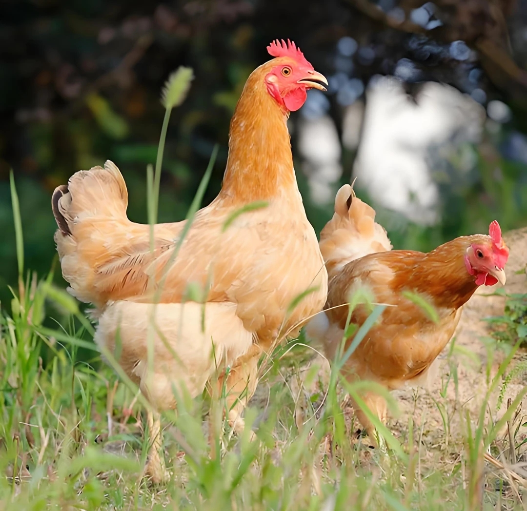 苏北农村散户家养土小公鸡 顺丰包邮