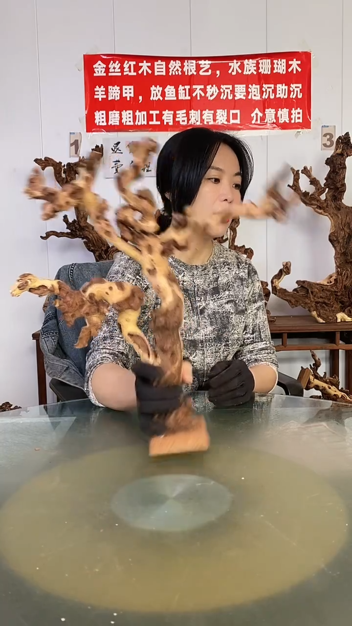 木醴****）金丝红木  羊蹄甲