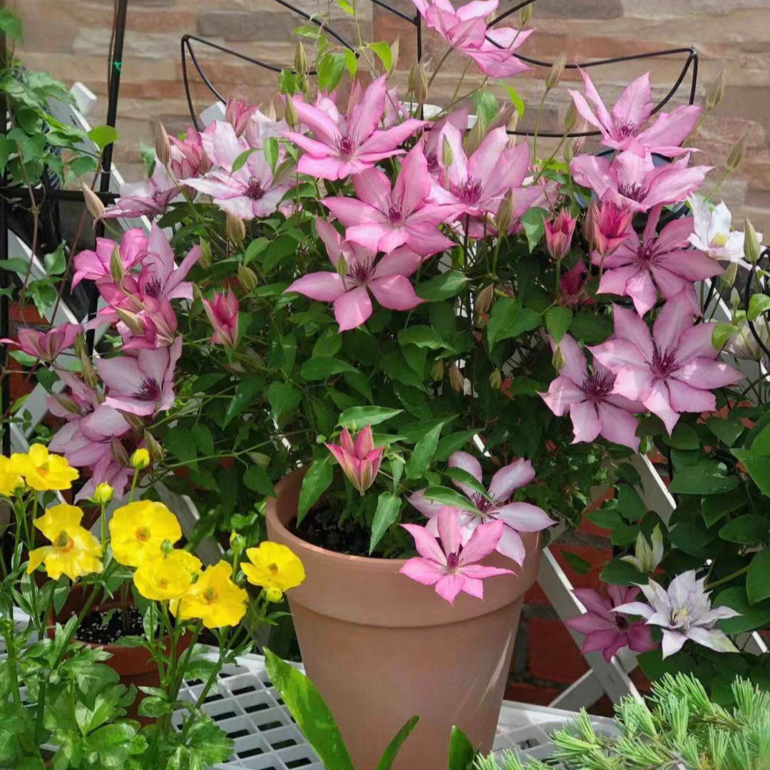 吉赛尔  大道矮生铁线莲