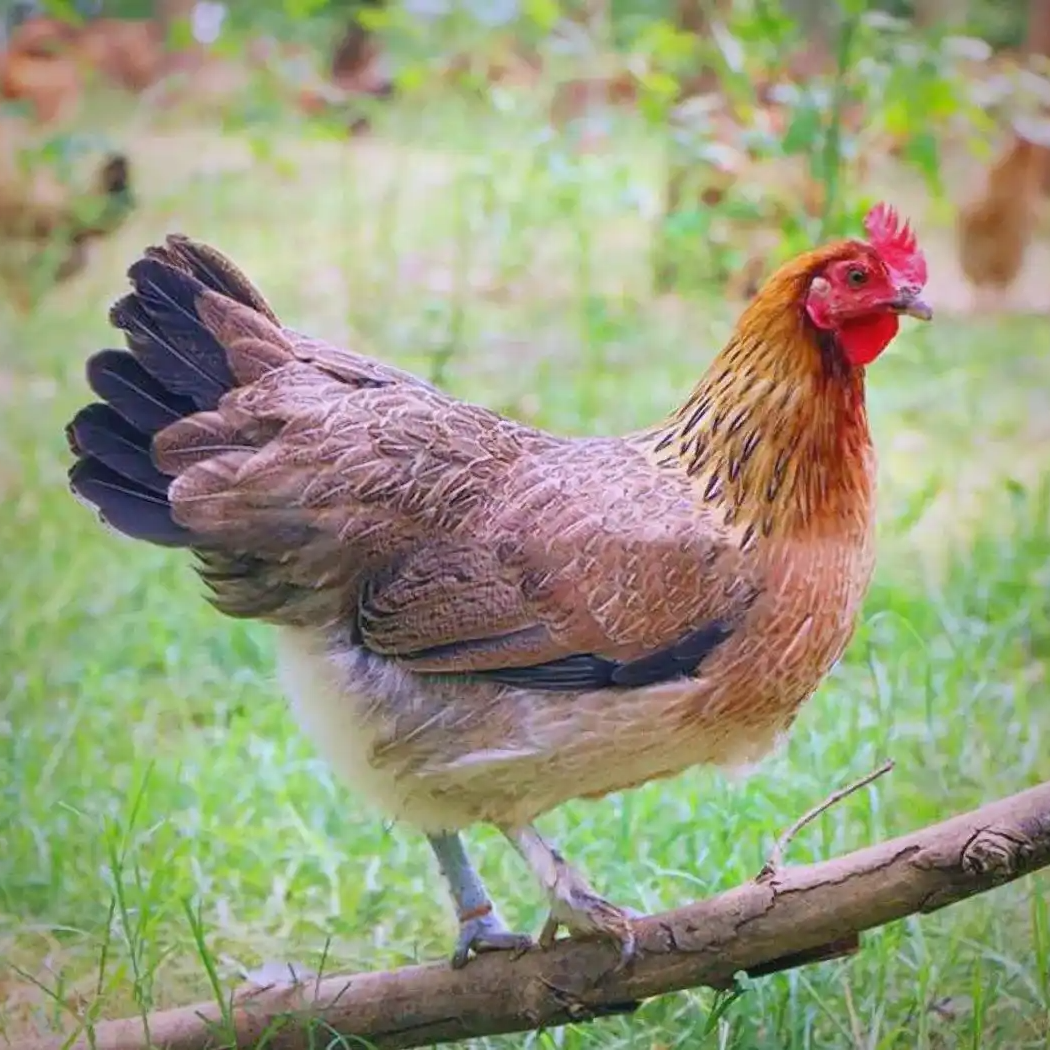肉质鲜美黄羽鸡7只整鸡一斤恒温包邮发货