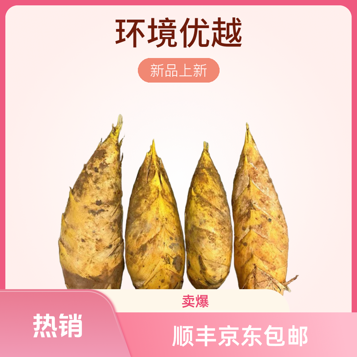 【精品两头尖】建瓯新鲜黄泥两头尖冬笋当季野生现挖肉厚脆嫩直达