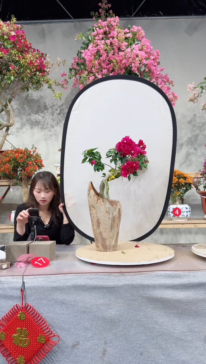 【闪购商品】盆景菲菲娜