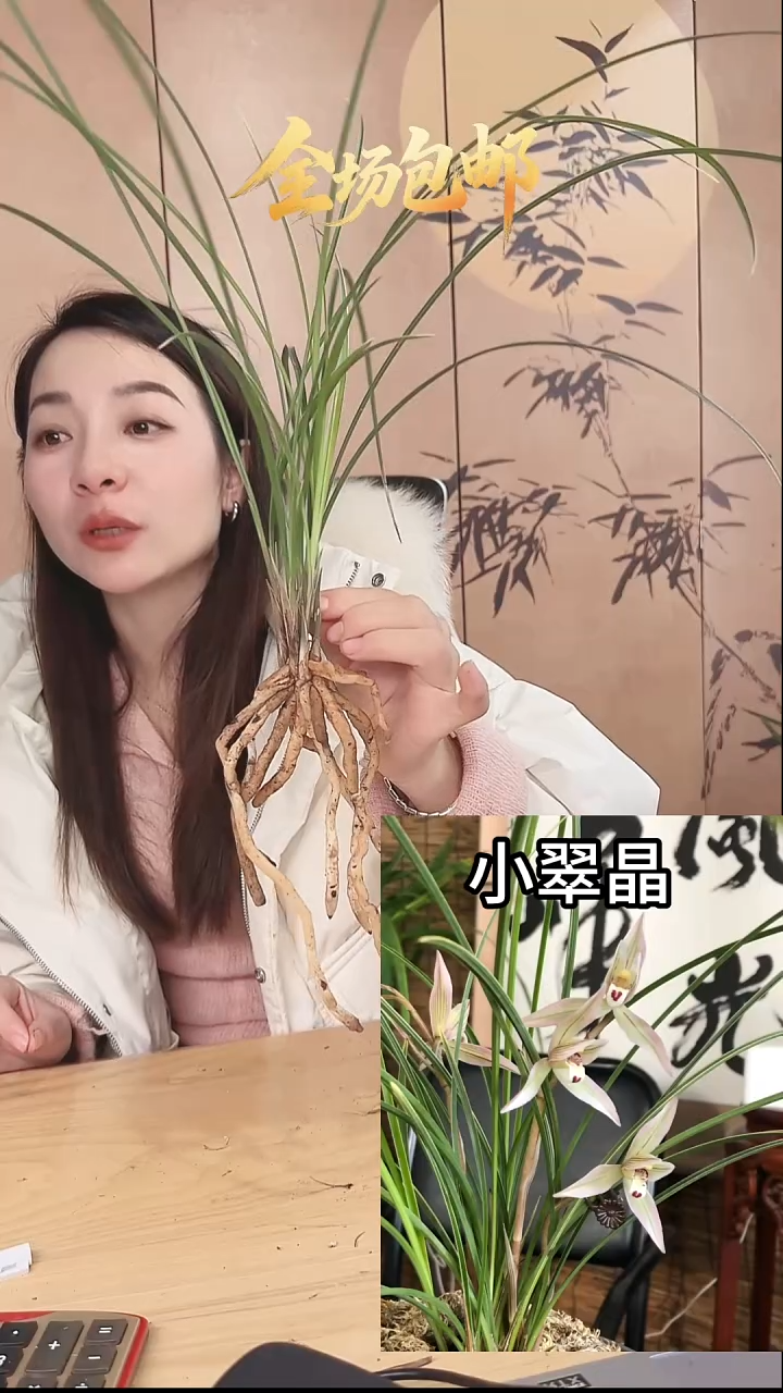 当前无花栽培后可以开花：小翠金