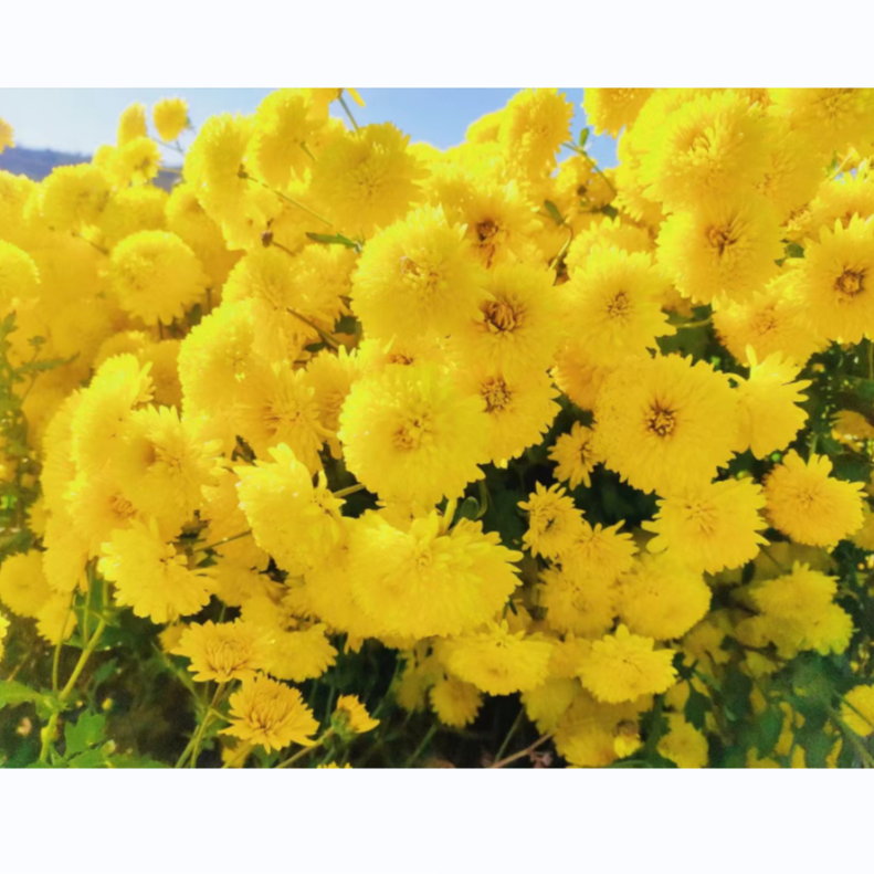 【帮卖】村里自产的金丝皇菊 夏季泡茶专享 拍一发二