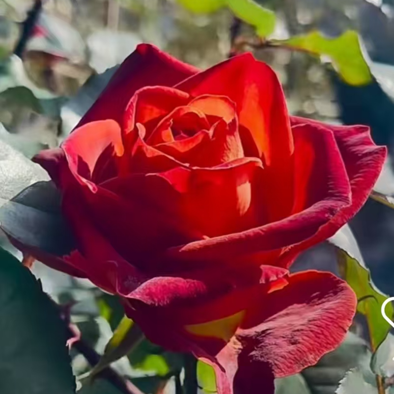 【咖啡馆】新品大花切花