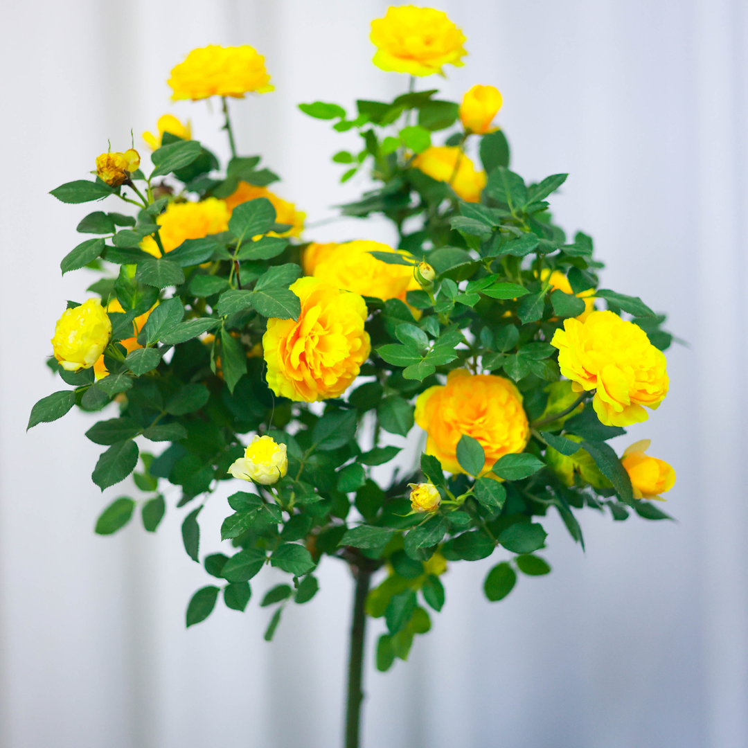 【三年大树】黄色棒棒糖树桩月季地栽盆栽