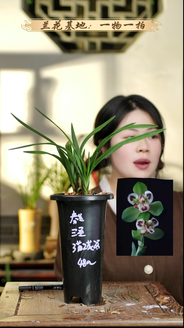 完全开放三圣3苗2花苞 