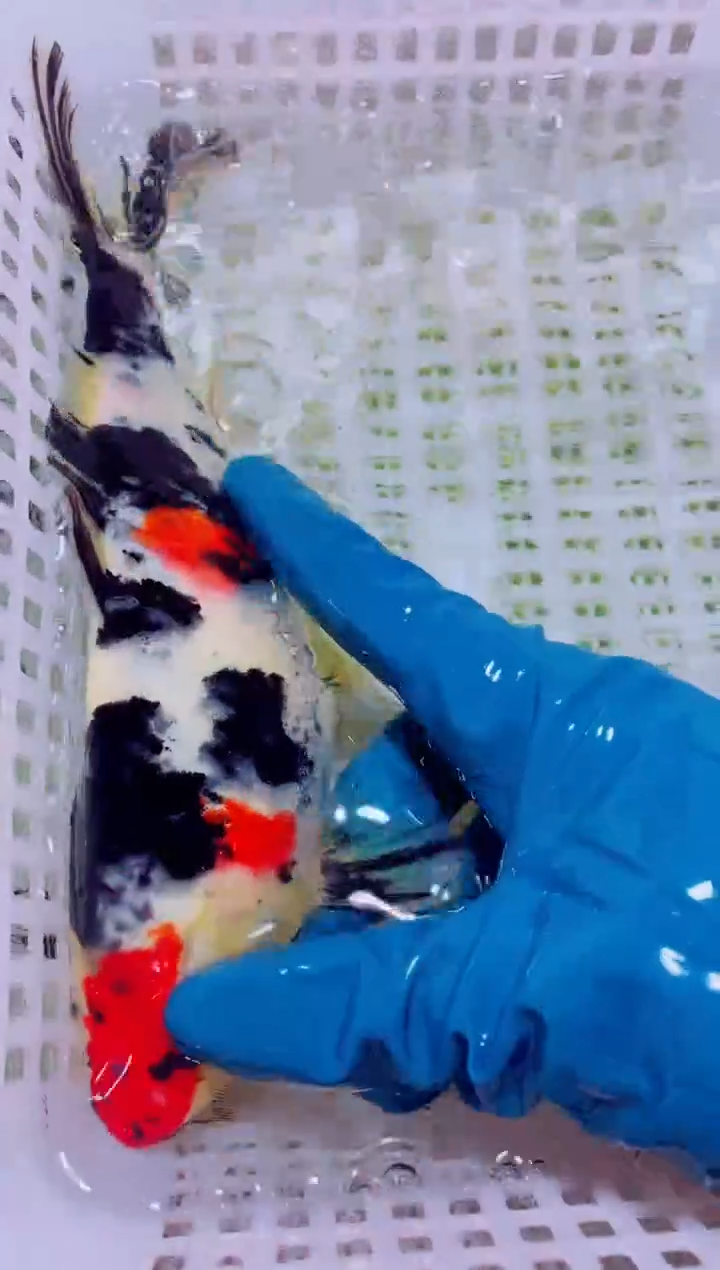 锦鲤血统锦鲤全场包邮90