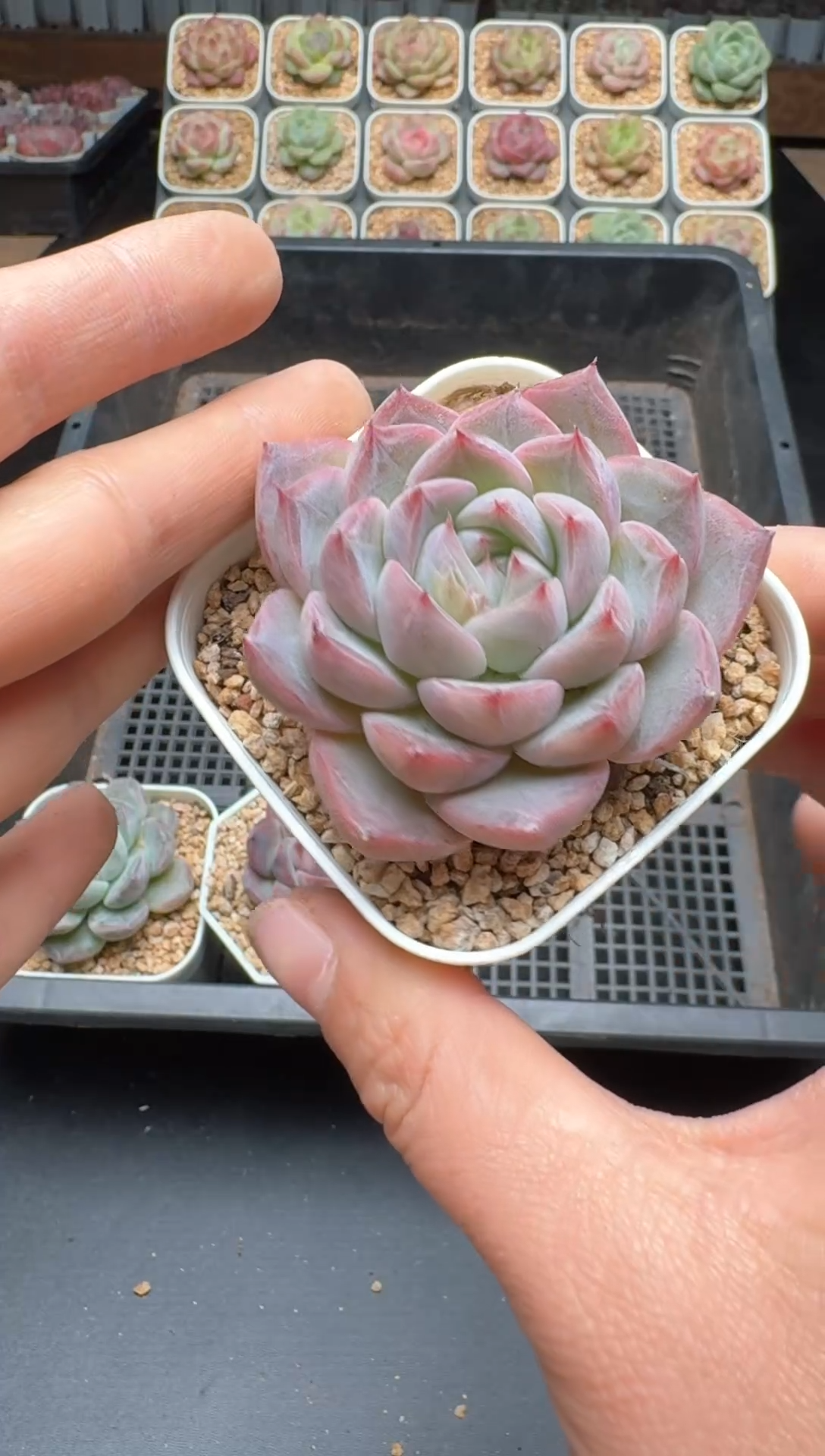 【闪购商品】585号 珍妮杂交多肉 花卉植物