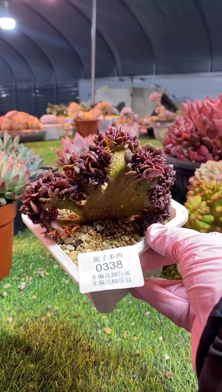 【闪购商品】0338a