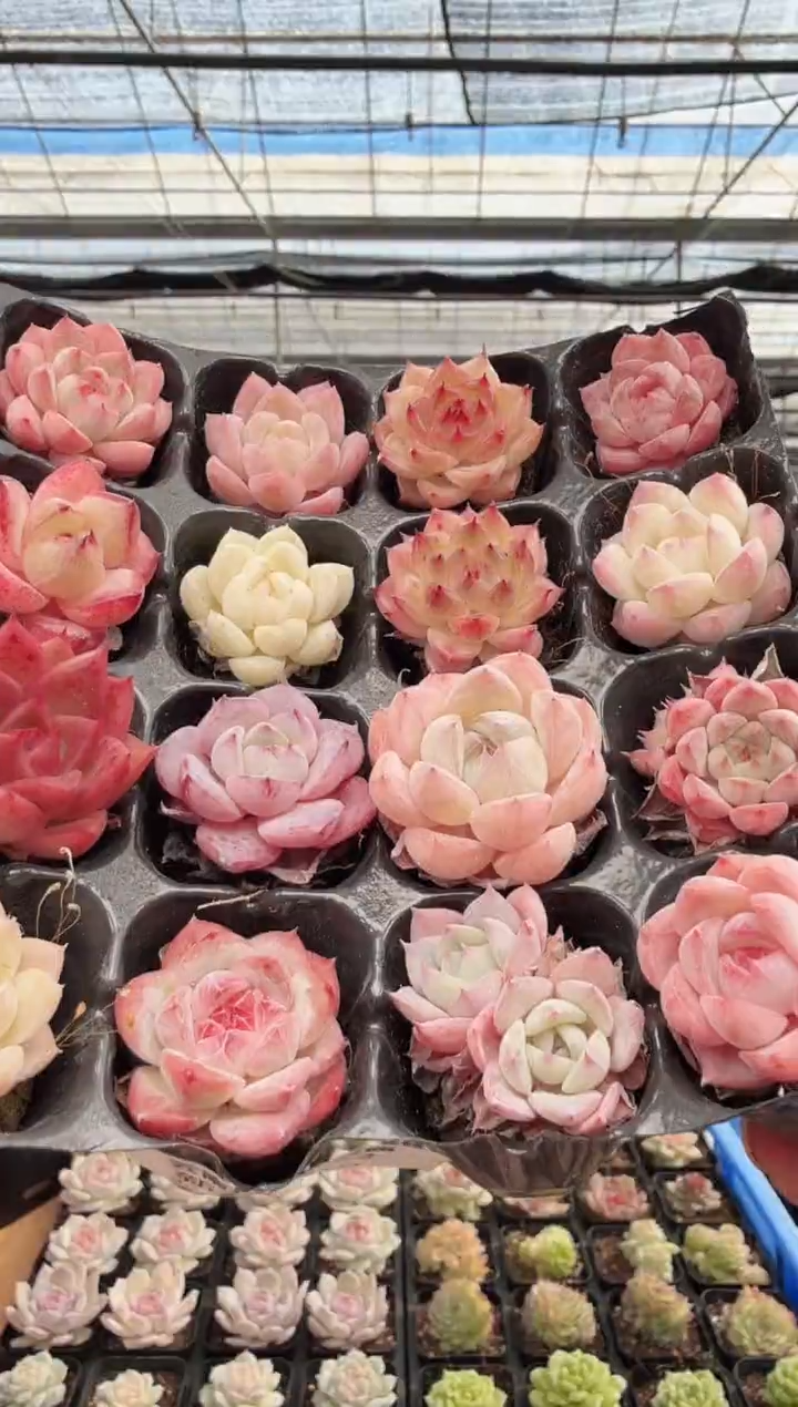 东云多肉园新款-182