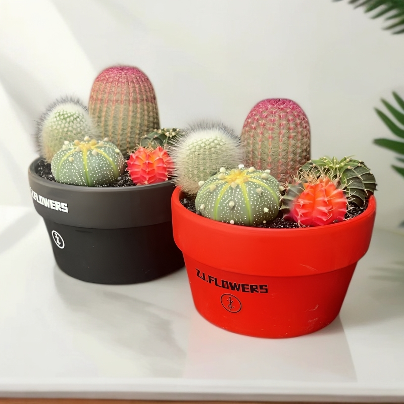 【五颗组合】多肉植物沙漠仙人球好养套餐办公室桌面