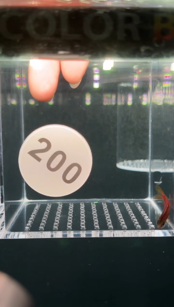 灯科鱼不****某【200】有点小瑕疵超红