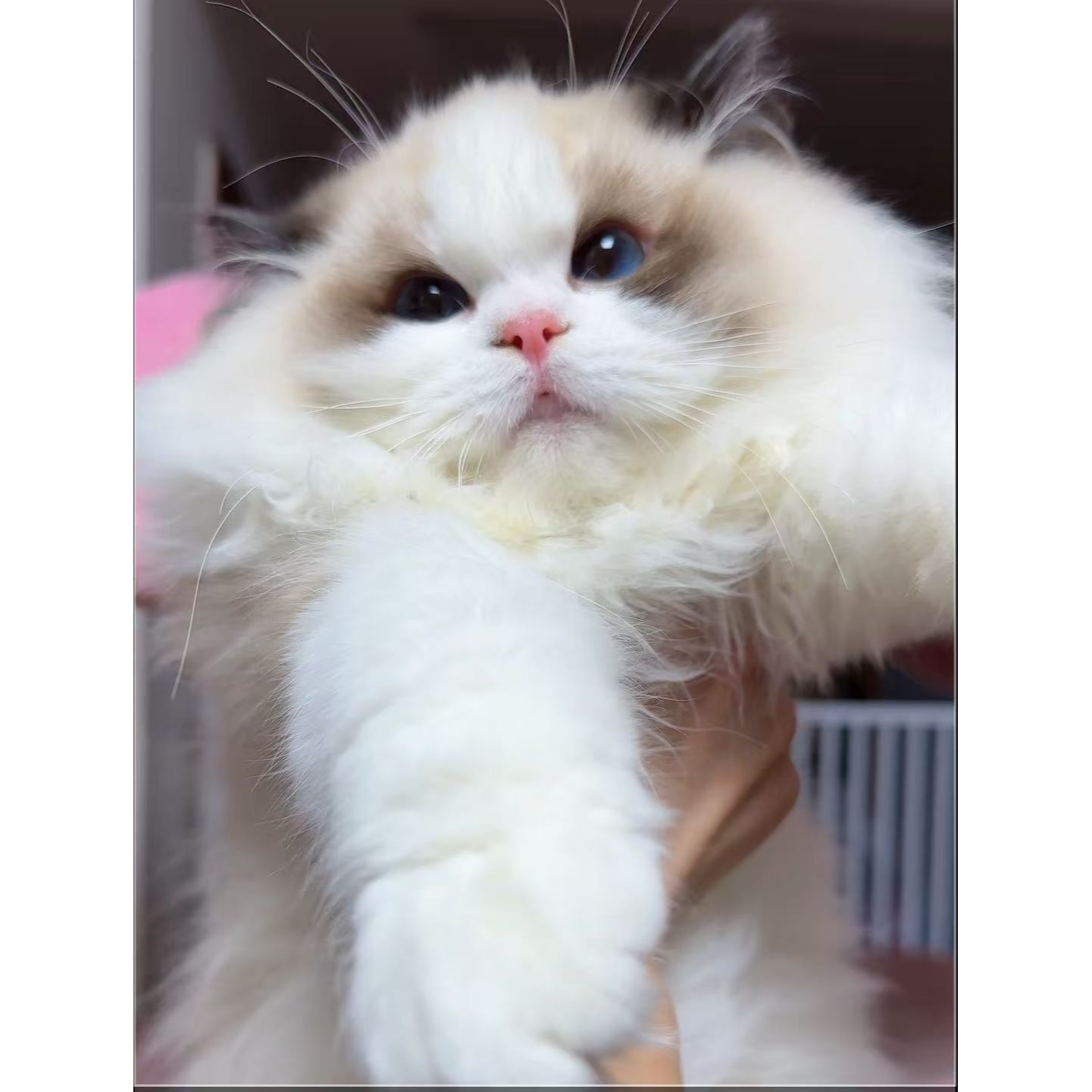 （希瑶家的小猫院）猫咪活体
