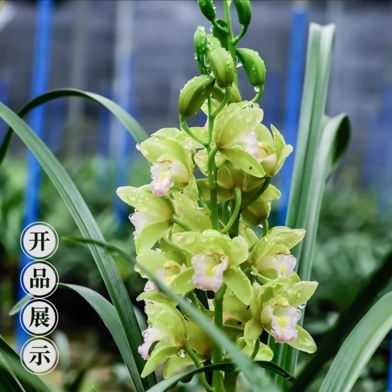 [2-3只花香水香兰]浓香型国兰带花剑室内外好养易活花卉绿植盆栽