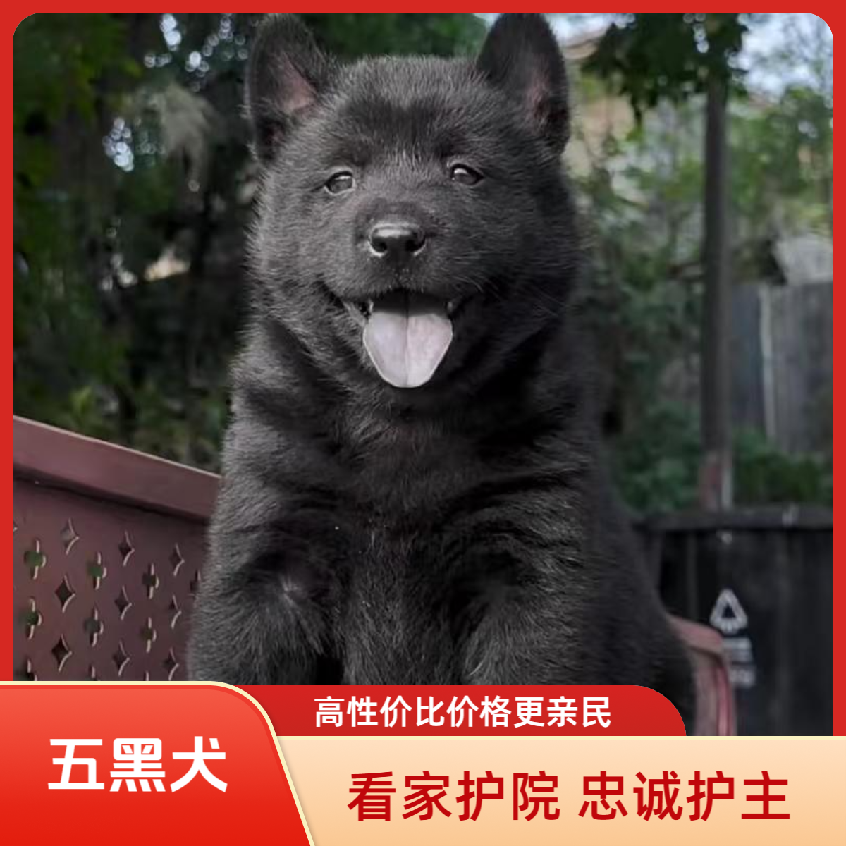 中华田园犬五黑犬活体