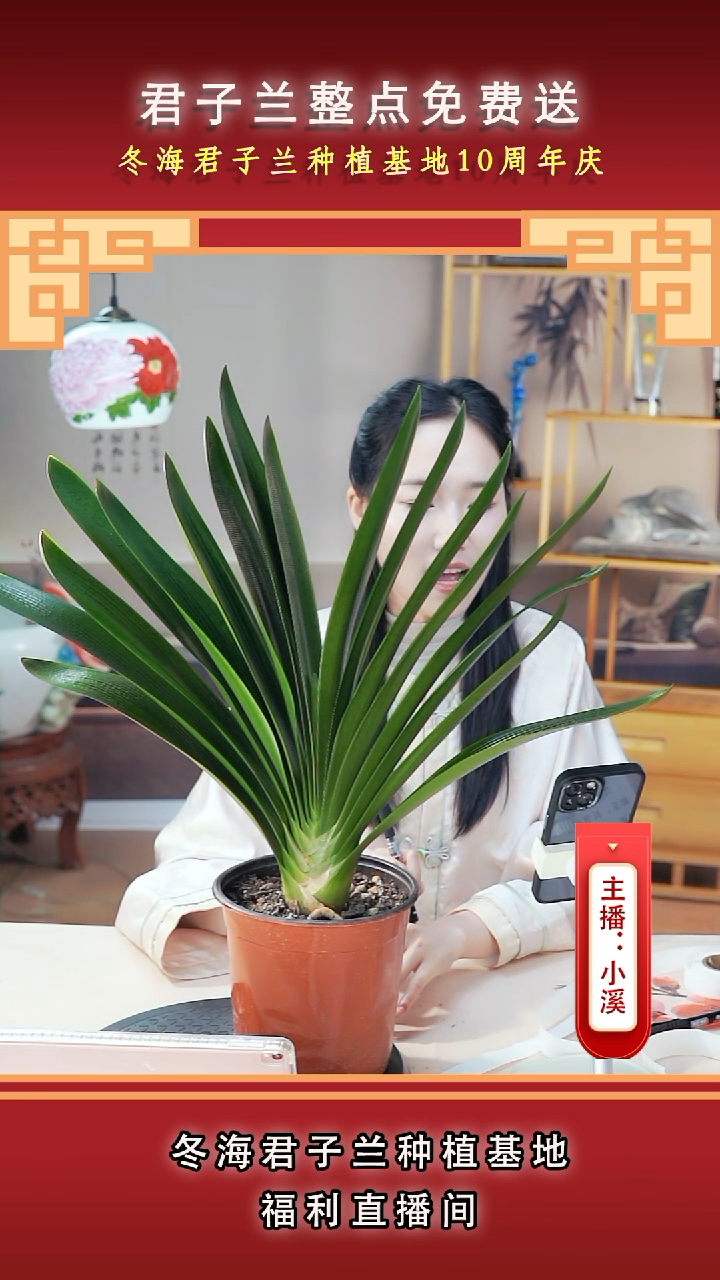当前无花朵，栽培后可花朵流*君子兰