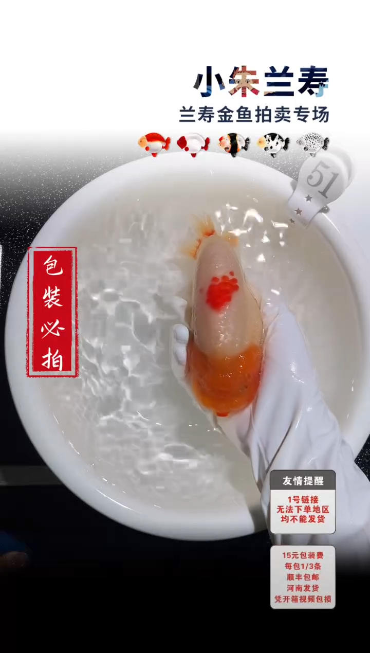 金鱼包装必拍未拍顺丰到付51号