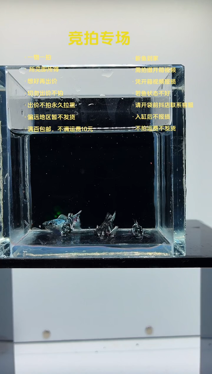 孔雀鱼玛丽苗子-66