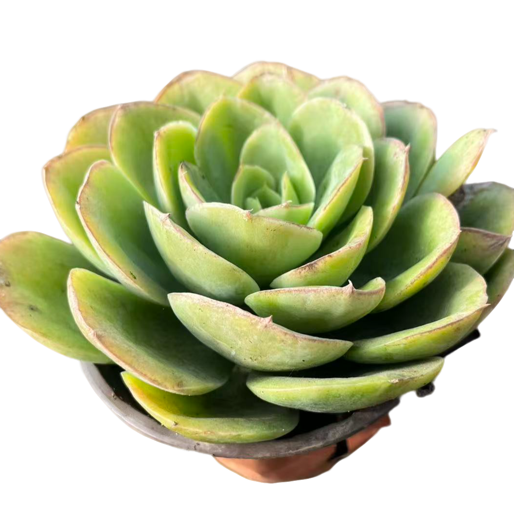 单头星娜塔3盆带盆土（满15包邮）多肉植物室内绿植净化空气