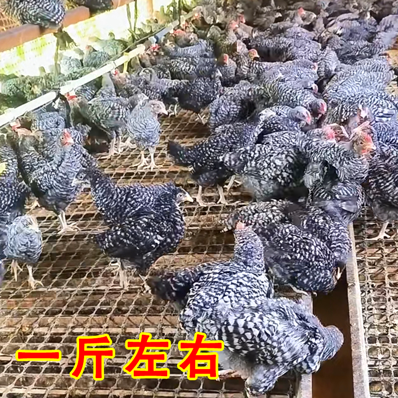 宠物鸡一斤左右  宠物鸡黑芦花鸡绿壳蛋鸡