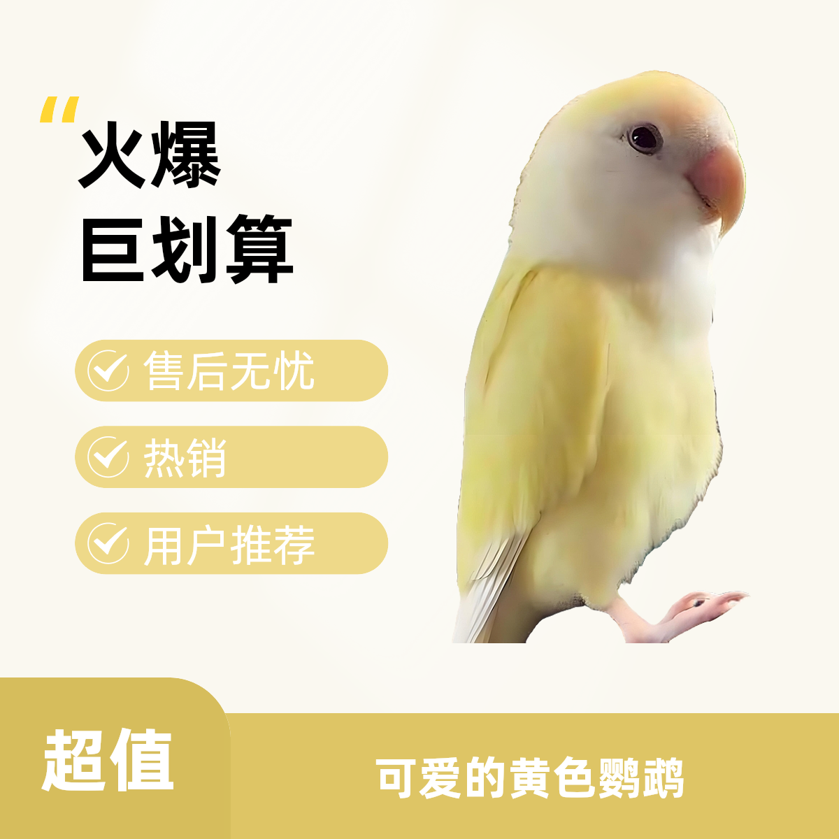 日本桃牡丹活体鹦鹉养殖场直达健康活泼可爱