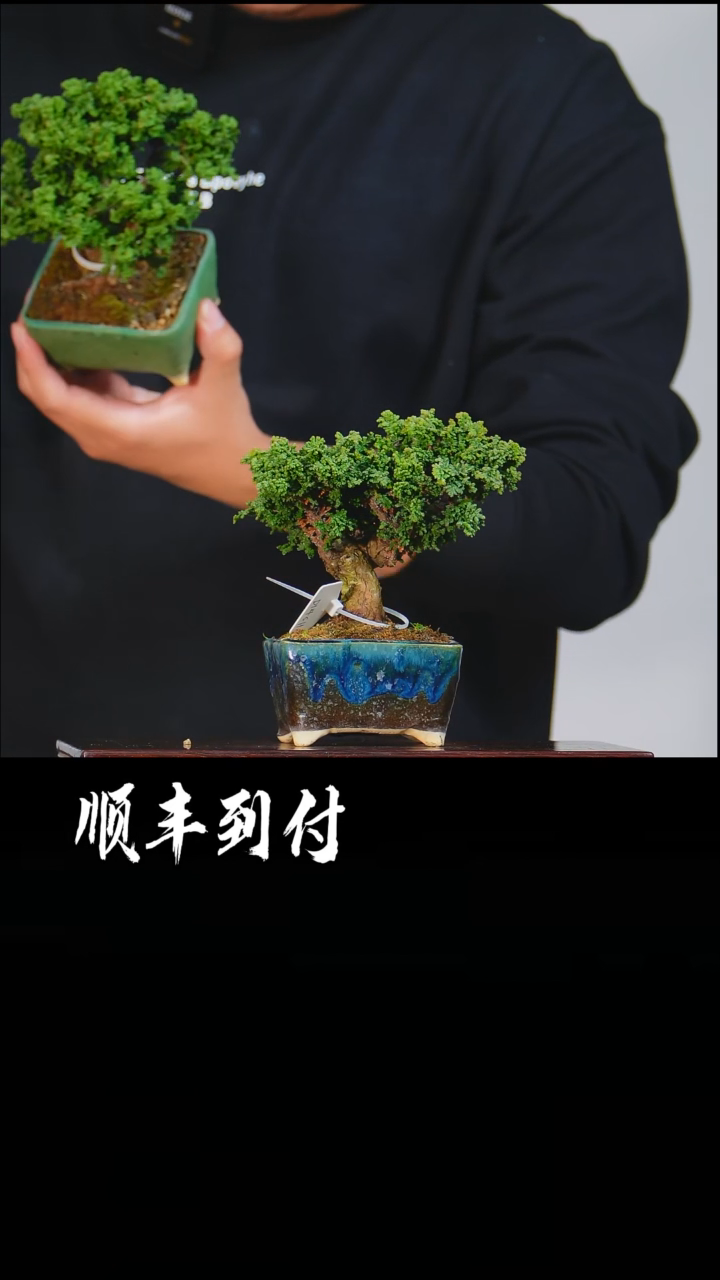 【闪购商品】·石化桧